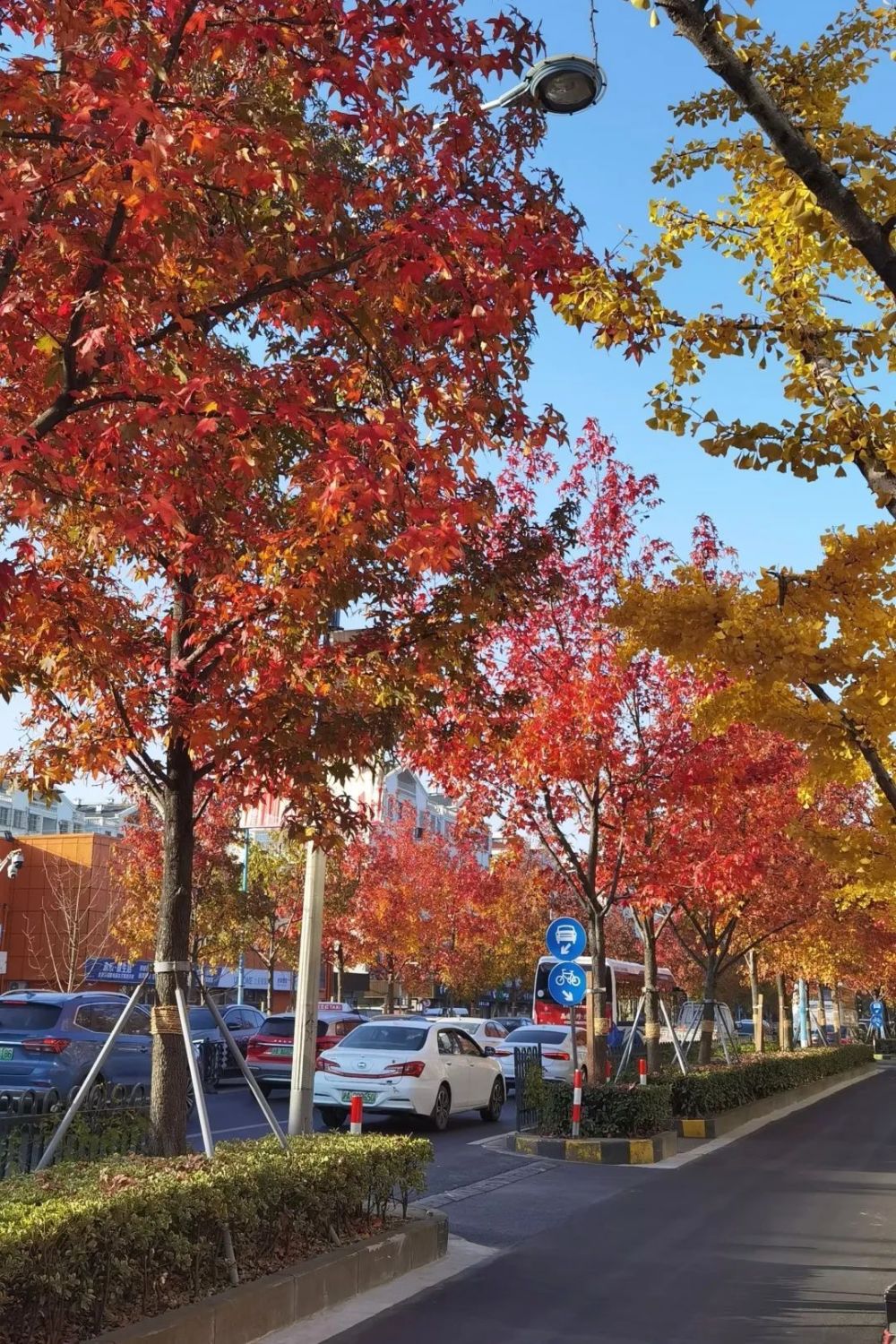 奉贤南奉公路上一路枫景感受初冬的美好