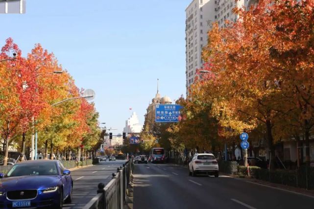 奉贤南奉公路上一路枫景感受初冬的美好