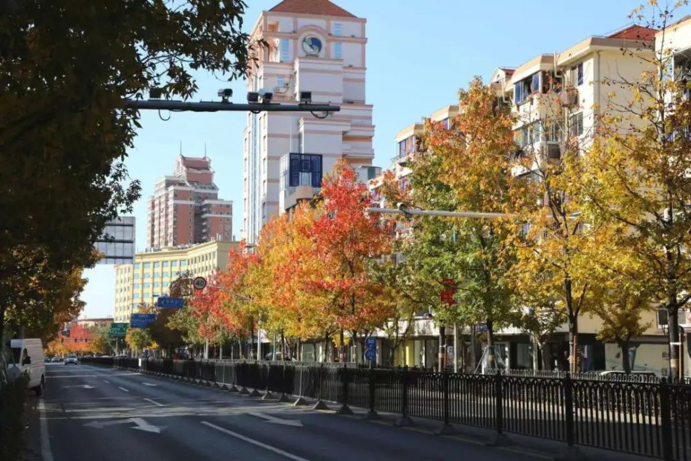 奉贤南奉公路上一路枫景感受初冬的美好