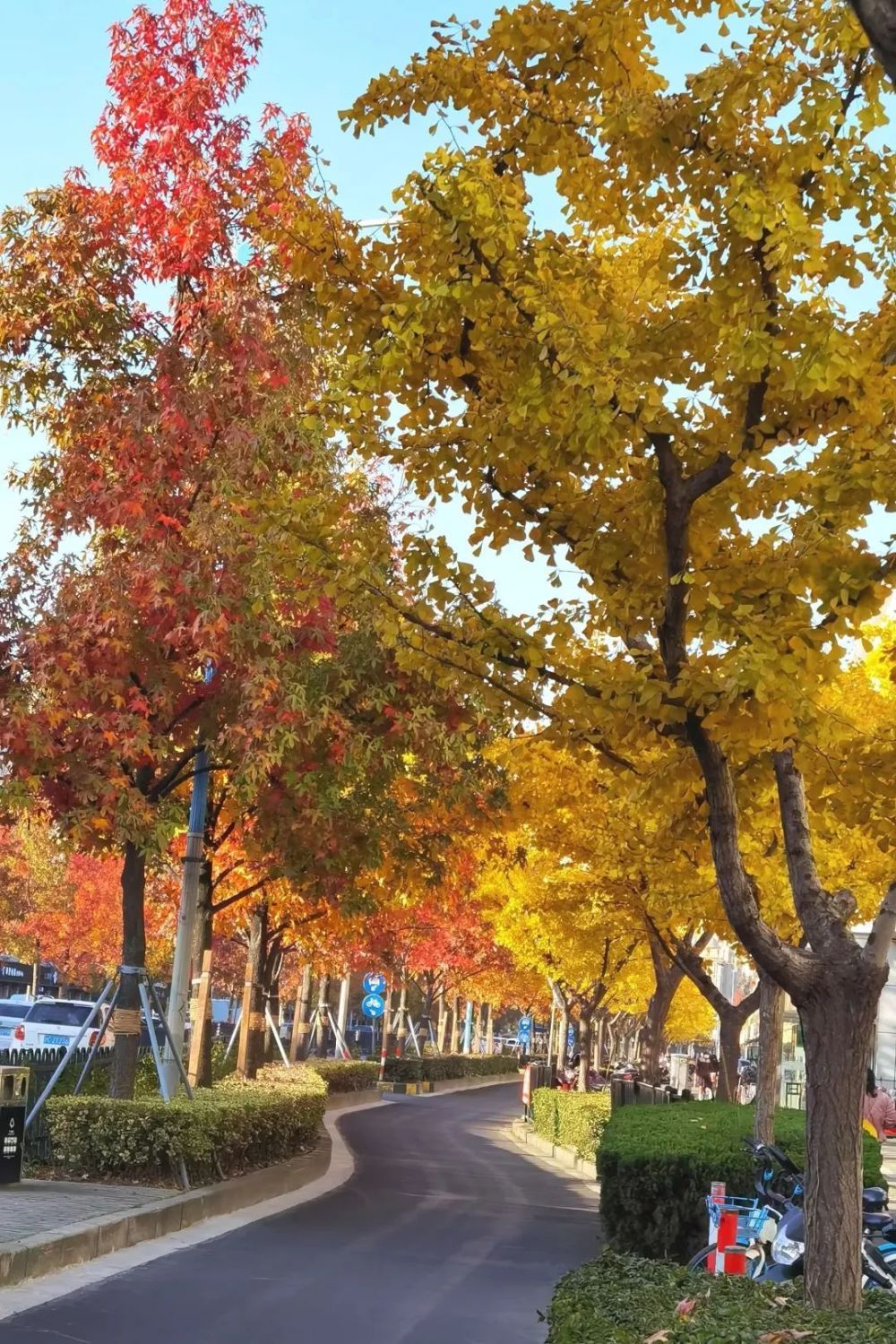 奉贤南奉公路上一路枫景感受初冬的美好