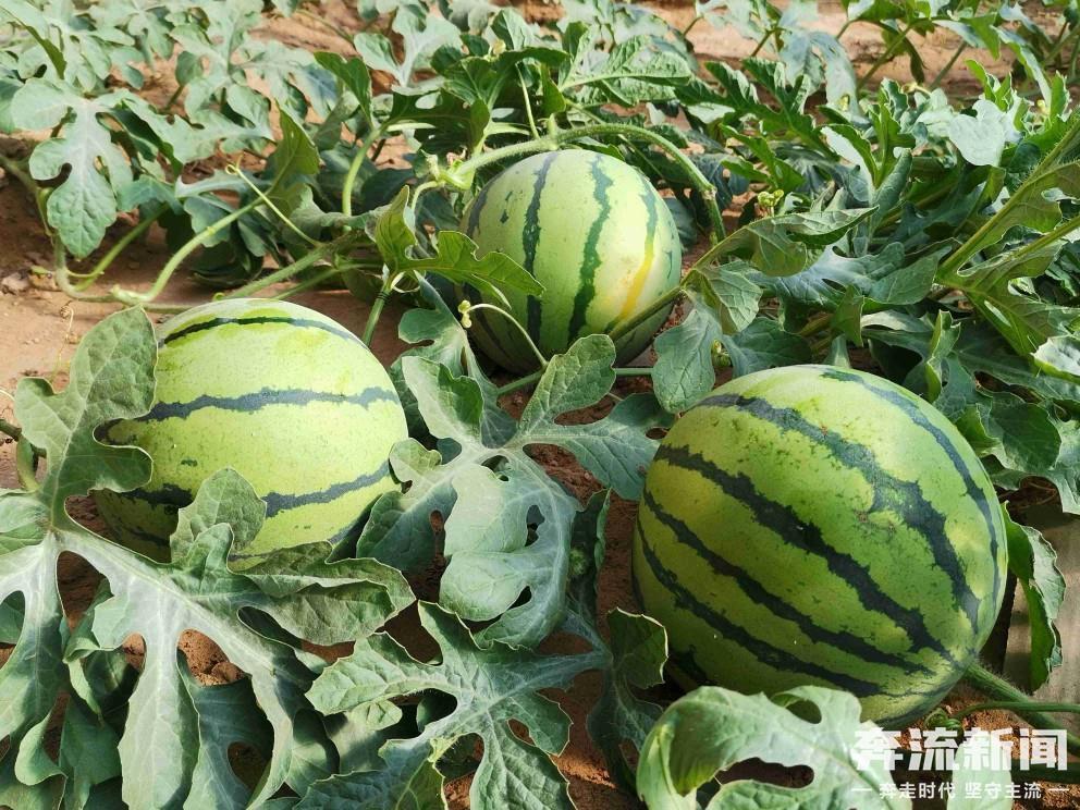隆冬时节甘肃靖远反季节西瓜熟了
