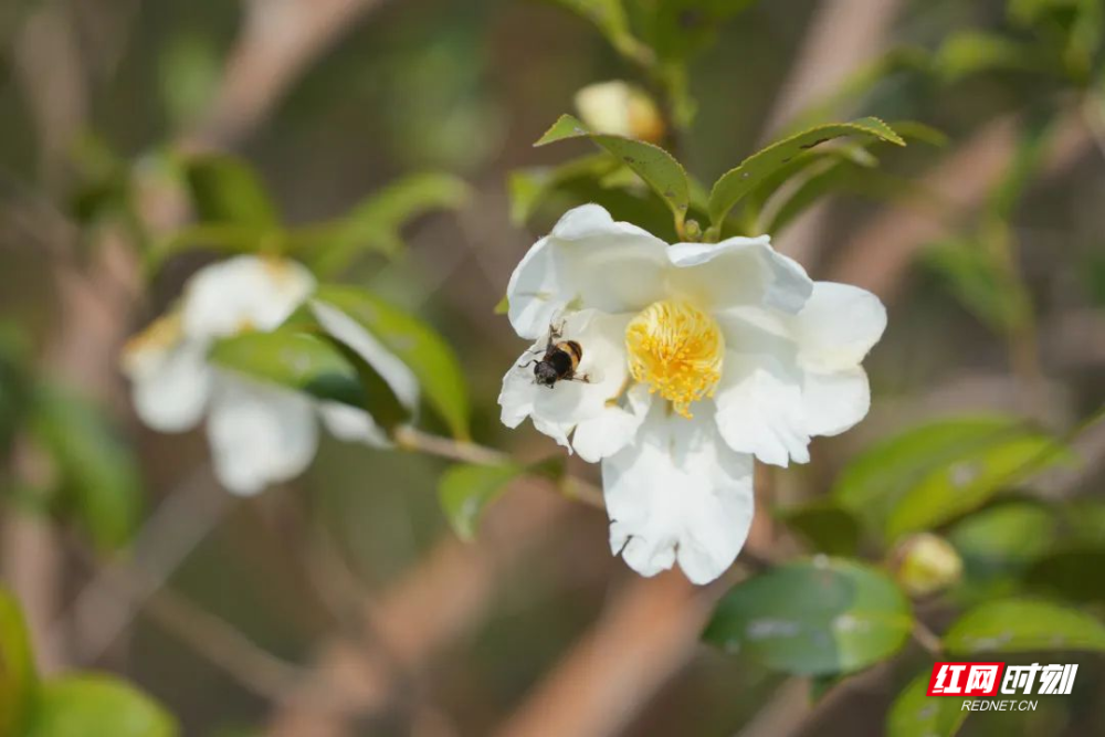 宜章浆水乡茅栗村7000亩油茶花如雪花般竞相绽放_腾讯新闻