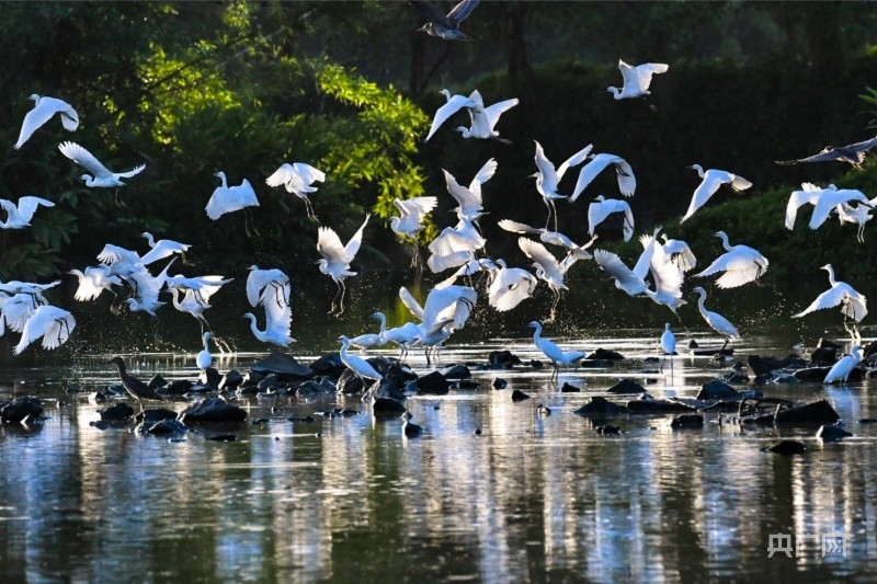 江门举办第二届小鸟天堂观鸟生态节_腾讯新闻