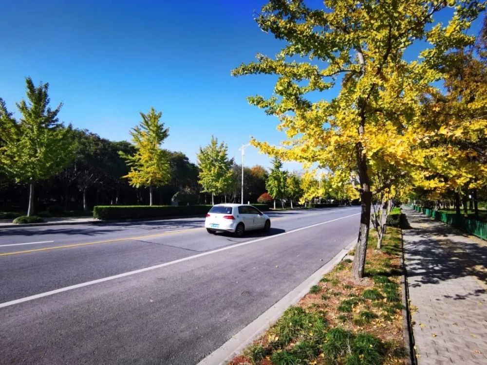 打造四季多彩的道路景观青浦新增一条上海市绿化特色道路
