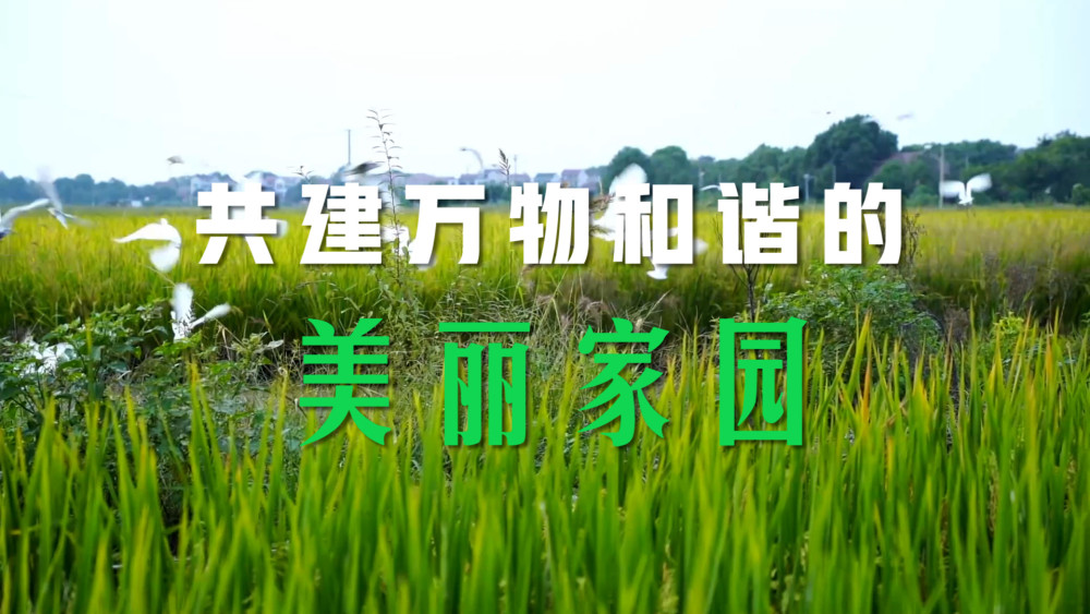 微视频丨共建万物和谐的美丽家园祁东县惨案