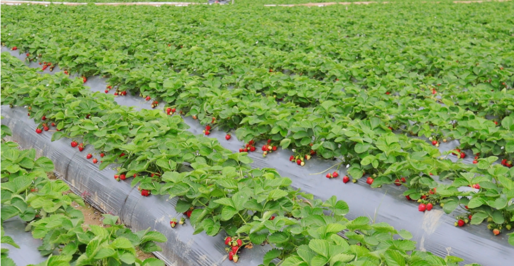 15亩草莓园等你体验散发着浓郁的草莓香气云东海福田村的草莓田间