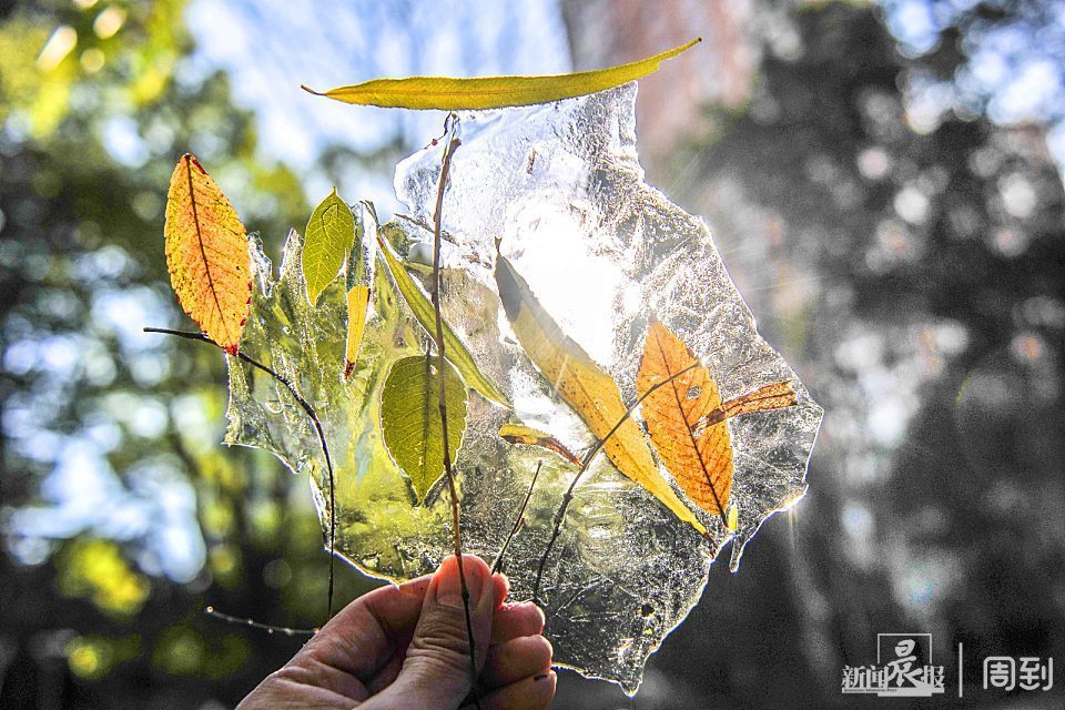 申城开启冰冻模式小溪结冰落叶成画晨镜头