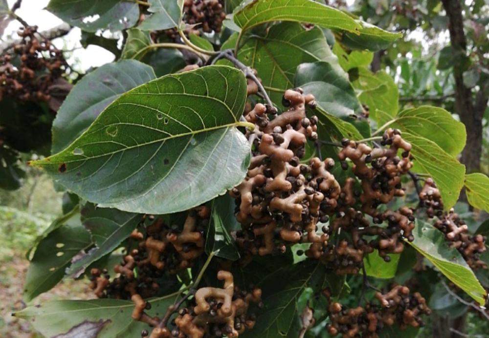 農村這種野果人稱萬壽果,霜降之後味道甘甜,用來泡酒是一絕!_騰訊新聞