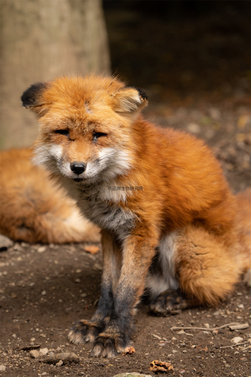 万念俱灰的狐狸是什么样子网友看得我都要哭了