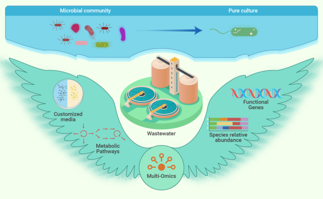 theinnovation多组学助力污染物降解微生物的分离与培养