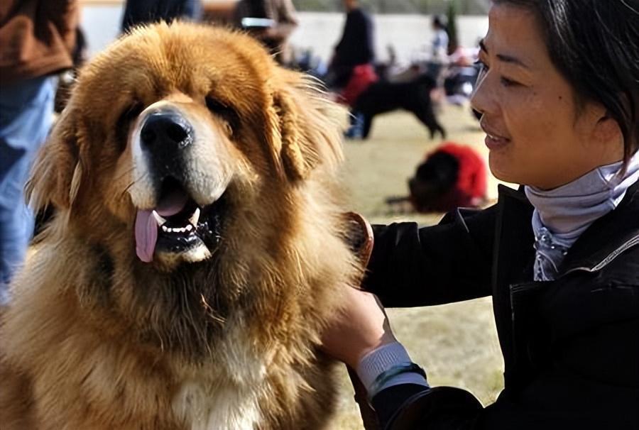 藏獒vs比特犬同为烈犬谁才是冠军