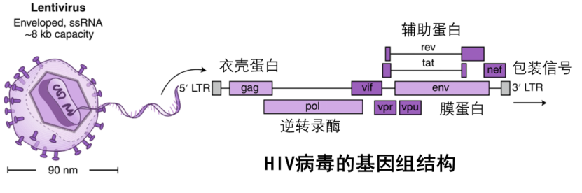 有望根治肿瘤和遗传病?_腾讯新闻