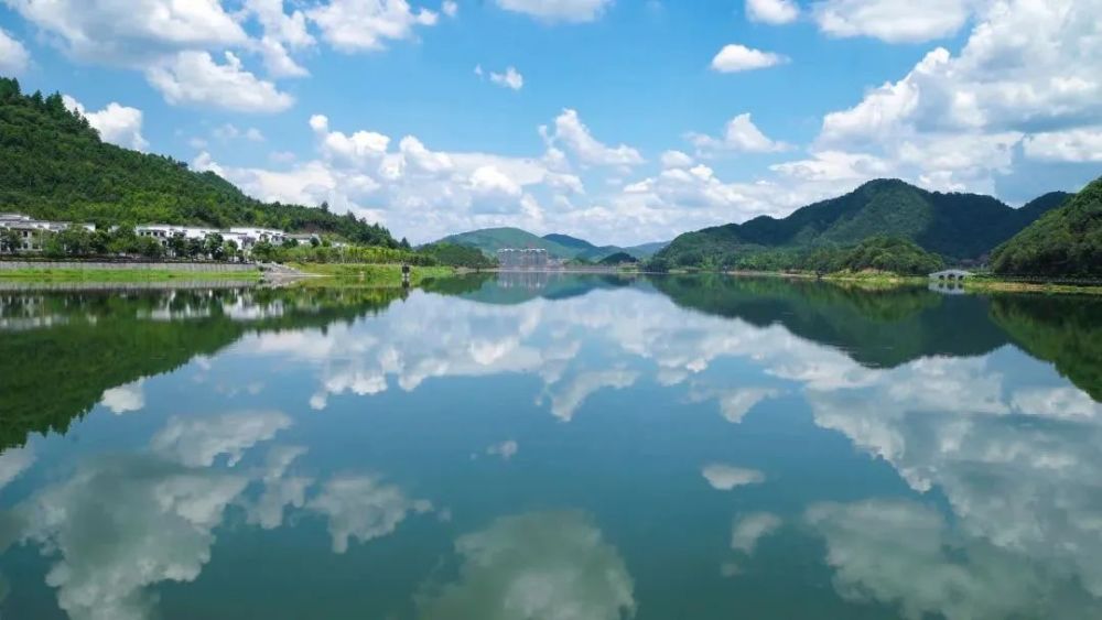 德兴野生鸳鸯来凤凰湖景区过冬了