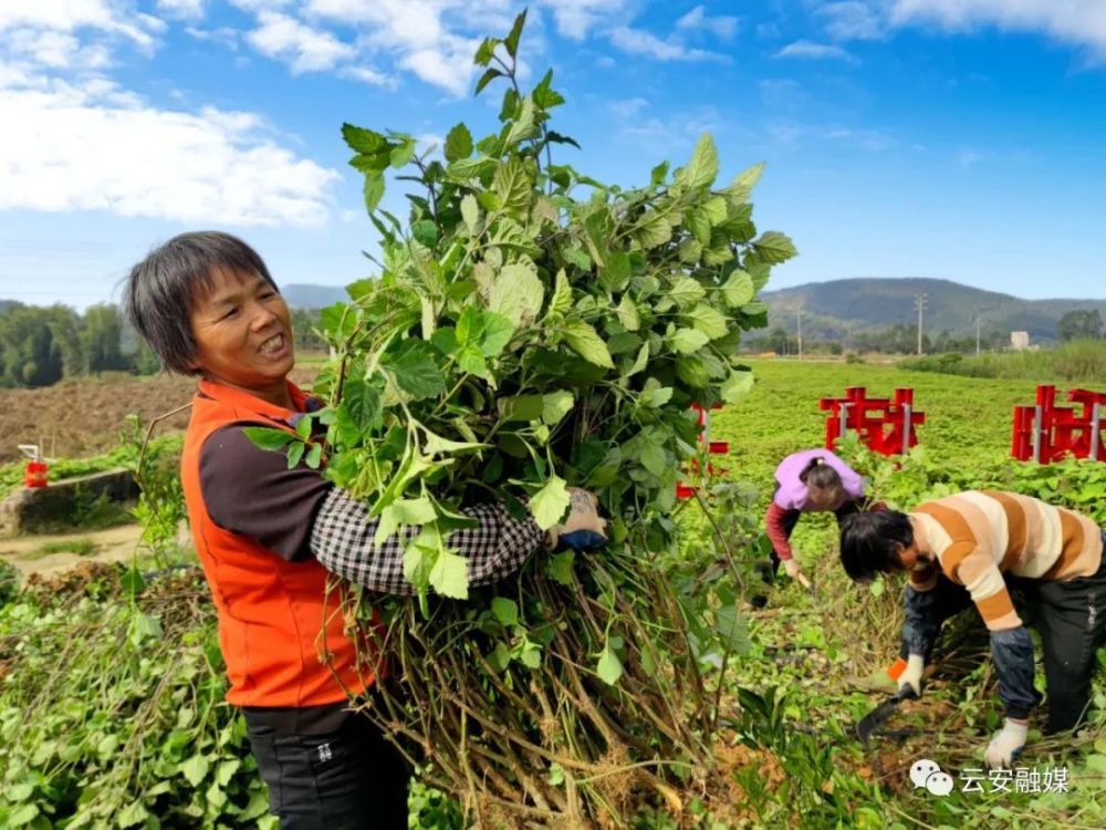 镇安河东:300亩广藿香喜迎丰收_腾讯新闻
