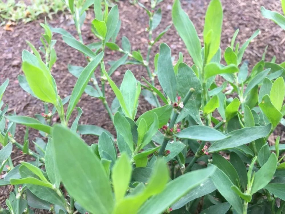 豬牙草也能當野菜吃