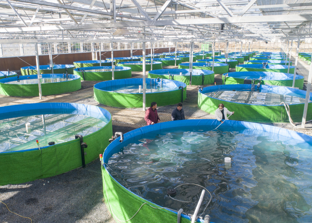 社会智慧养鱼致富乡村