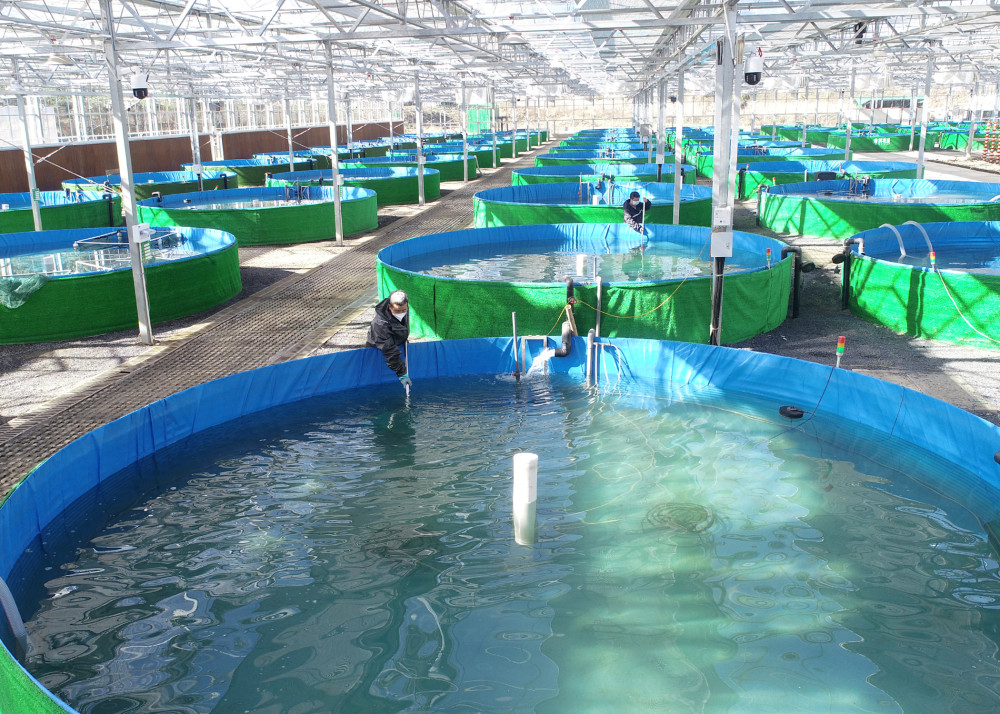 12月19日,在安吉县天荒坪镇的智能化养鱼基地里,工人在检查鱼池.