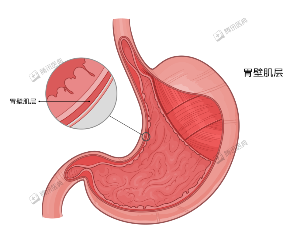 胃這麼