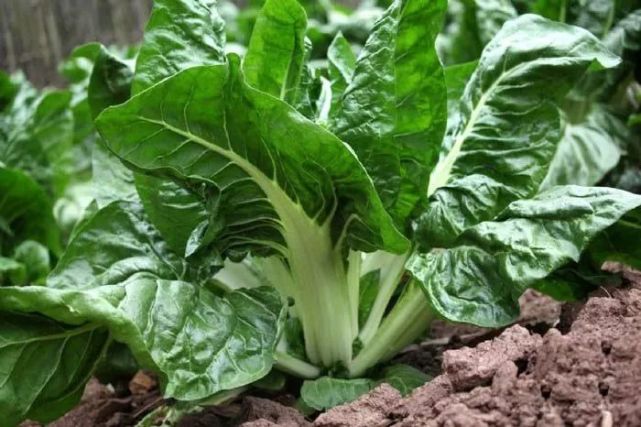 "勺菜"肥硕多肉,因其带有一种特殊的味道,不易被人接受,通常用来喂养