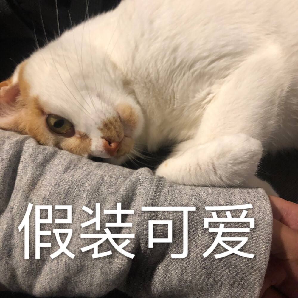 猫咪“依赖”你，会有这几种行为，你未”