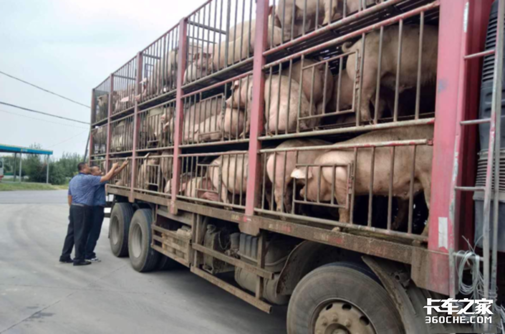 一辆运输生猪的卡车从佳木斯出发,拉了145头猪去湖南常德,卸货的时候
