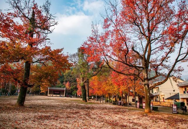 12月横峰葛源正是好枫景