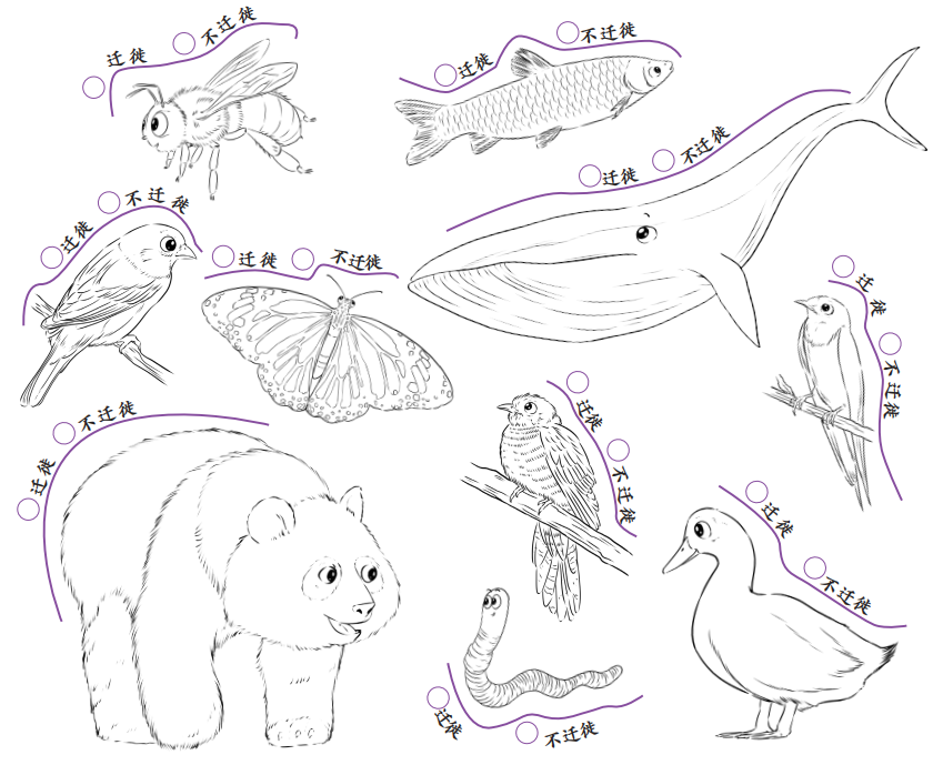红包动物迁徙简笔画图片