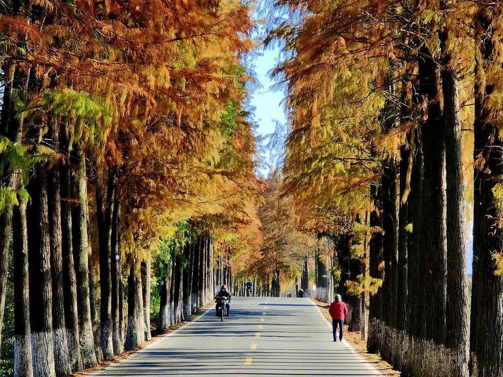 韶关始兴落羽杉网红路进入"最佳观赏期"_腾讯新闻