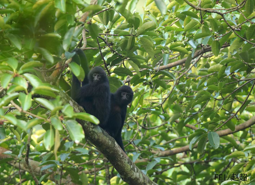 生物多样性优秀案例(15):广西百色市东黑冠长臂猿中越跨境联合保护