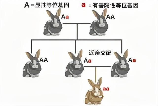 品种越纯越好人类禁止近亲繁殖为什么却要让狗回交