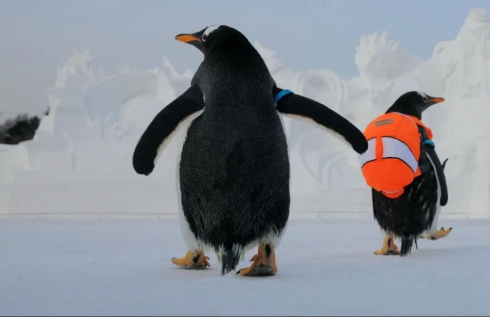 ip"淘学企鹅"和他的南极企鹅伙伴们组团出现在雪博会园区6只小企鹅在