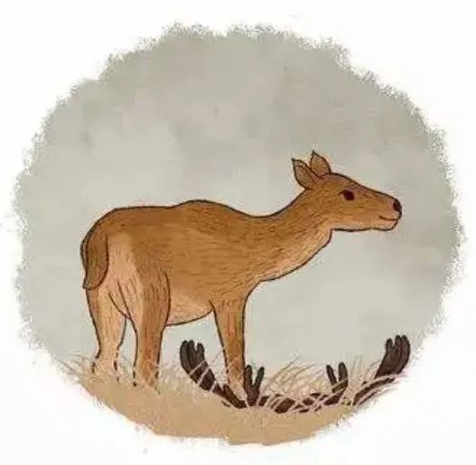 冬至阳气初回,麋鹿角脱落,开始一轮新生,新陈代谢的规律,藏在季节的