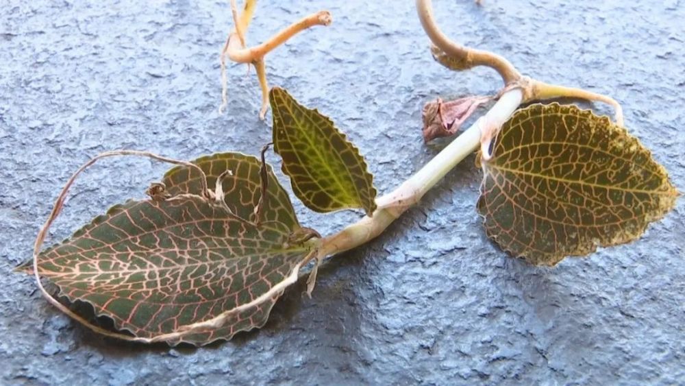 客家地区这种植物,被称为深山"药王"_腾讯新闻