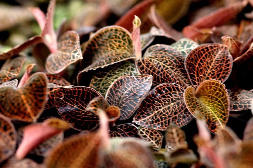 客家地区这种植物,被称为深山"药王"_腾讯新闻