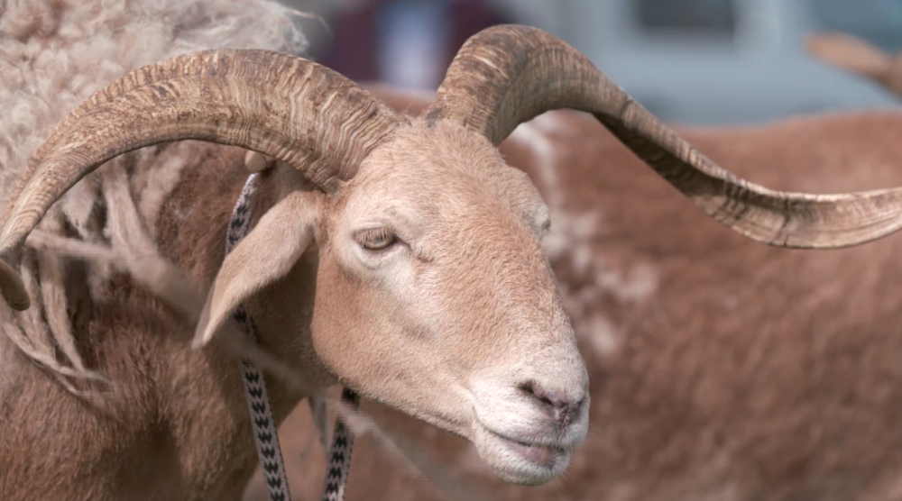 一封玛曲欧拉羊比赛邀请函!_腾讯新闻