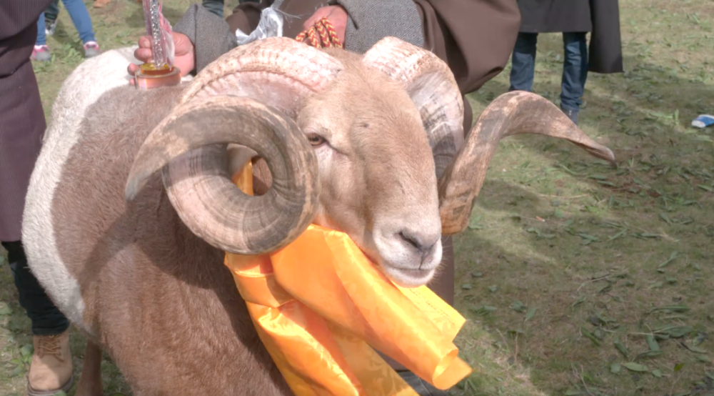 一封玛曲欧拉羊比赛邀请函!_腾讯新闻