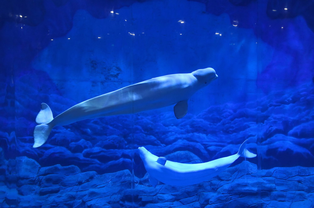 白鲸首次现身河南!郑州海洋馆极地动物世界再迎极地"贵客"_腾讯新闻