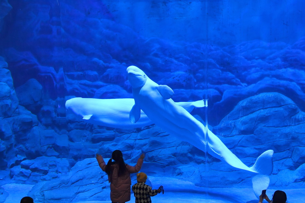 郑州海洋馆极地动物世界再迎极地"贵客"