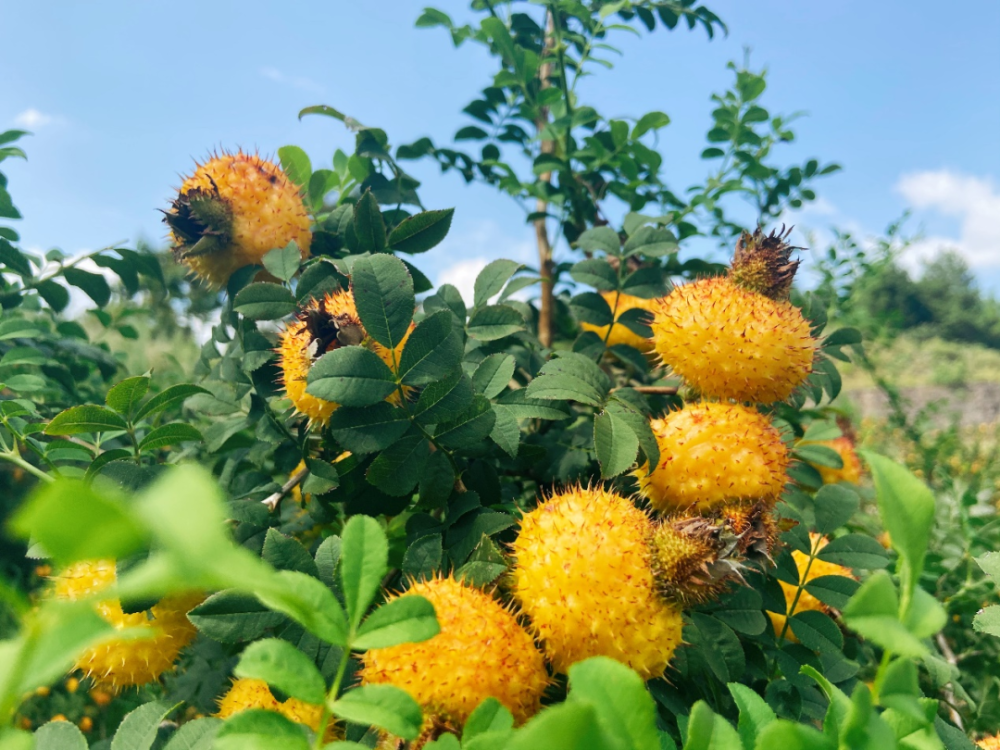 生物多样性优秀案例（17）：贵州刺梨保护与可持续利用_腾讯新闻