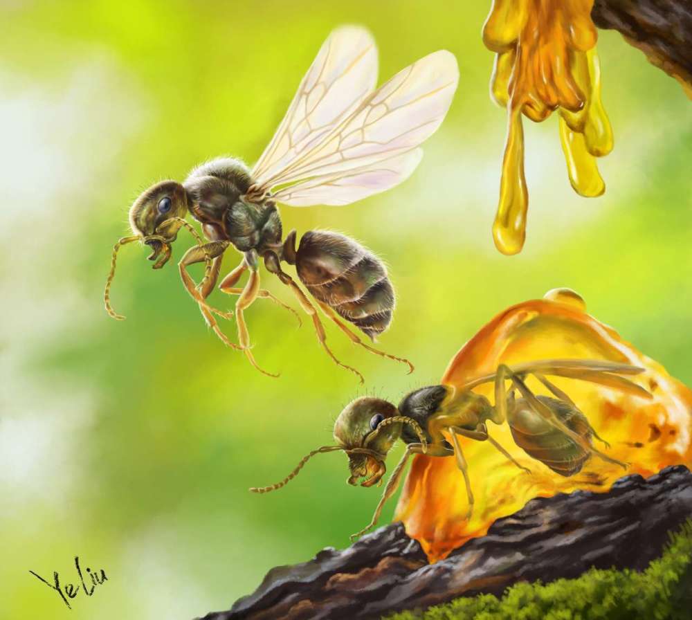 新知恐龙时代的古蚂蚁长什么样