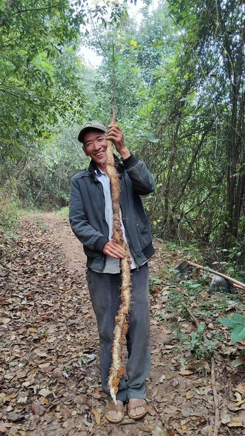 一天一點普洱2586有一種味道叫普洱丨冬補山珍野山藥