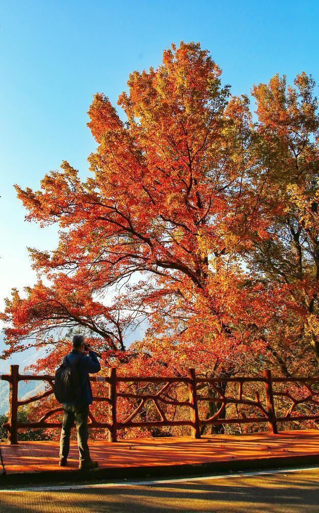 记者12月23日获悉,2022年石门国家森林公园第二十届红叶观赏节已经