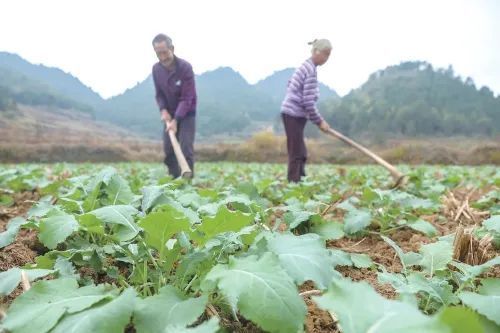 扩种油菜，冬闲田不再“闲”_腾讯新闻