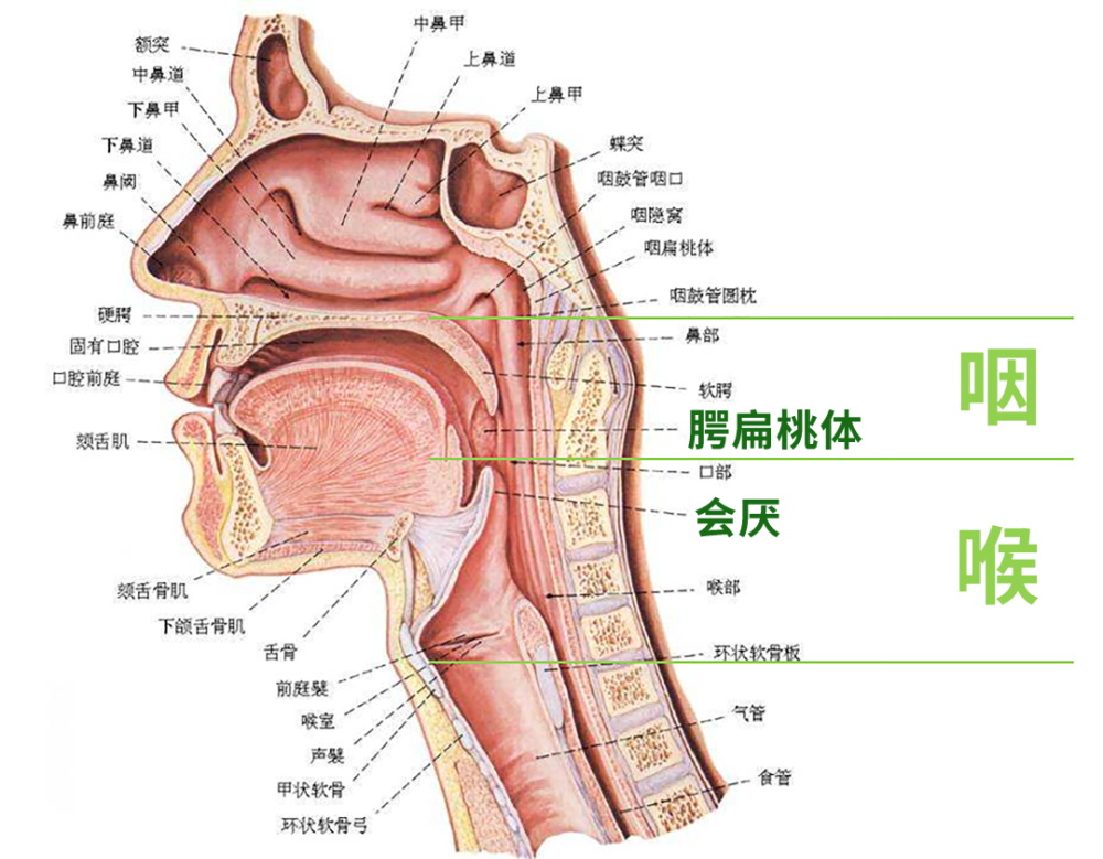 会厌在什么位置图片图片