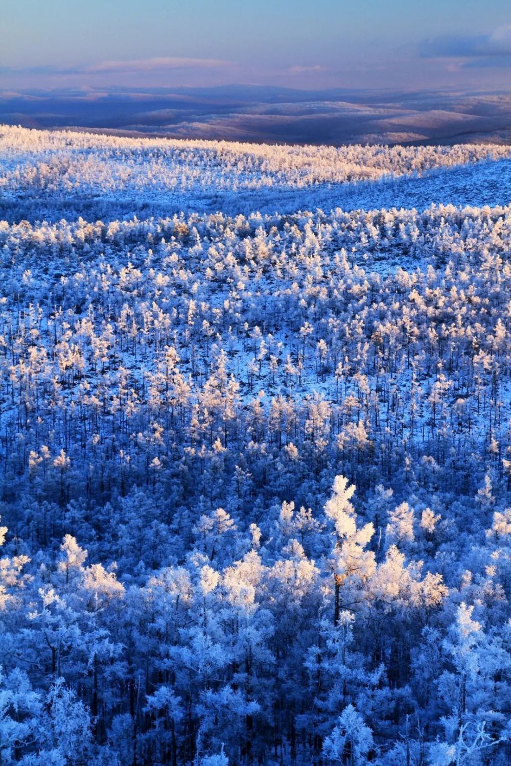 林海雪原图片大全图片