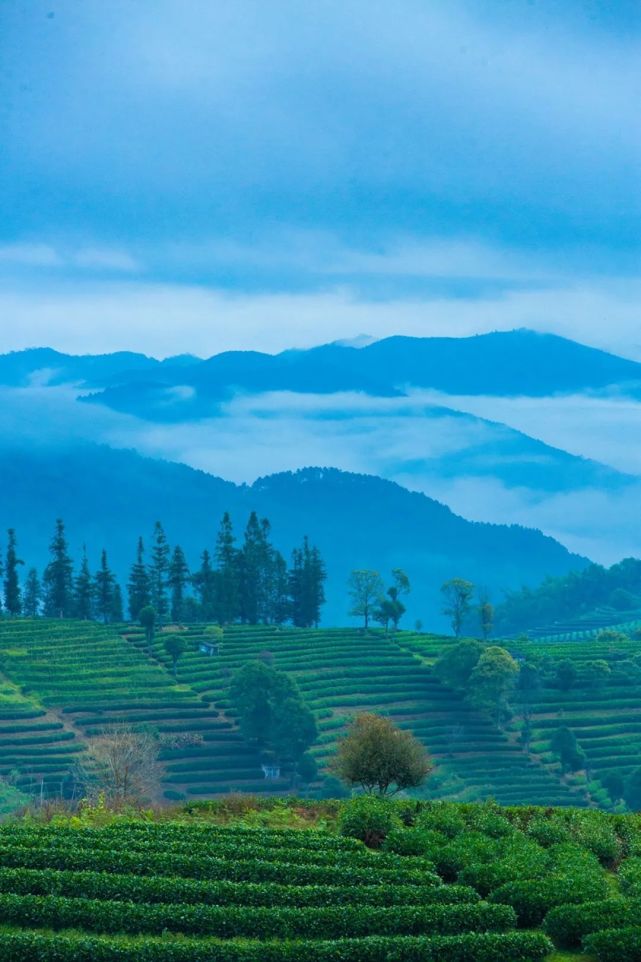 茶园图片真实照片最美图片