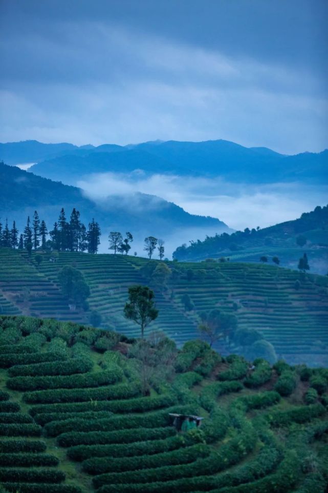 墨绿色的茶园在云雾中若隐若现,千亩茶园云雾缭绕,思茅区倚象