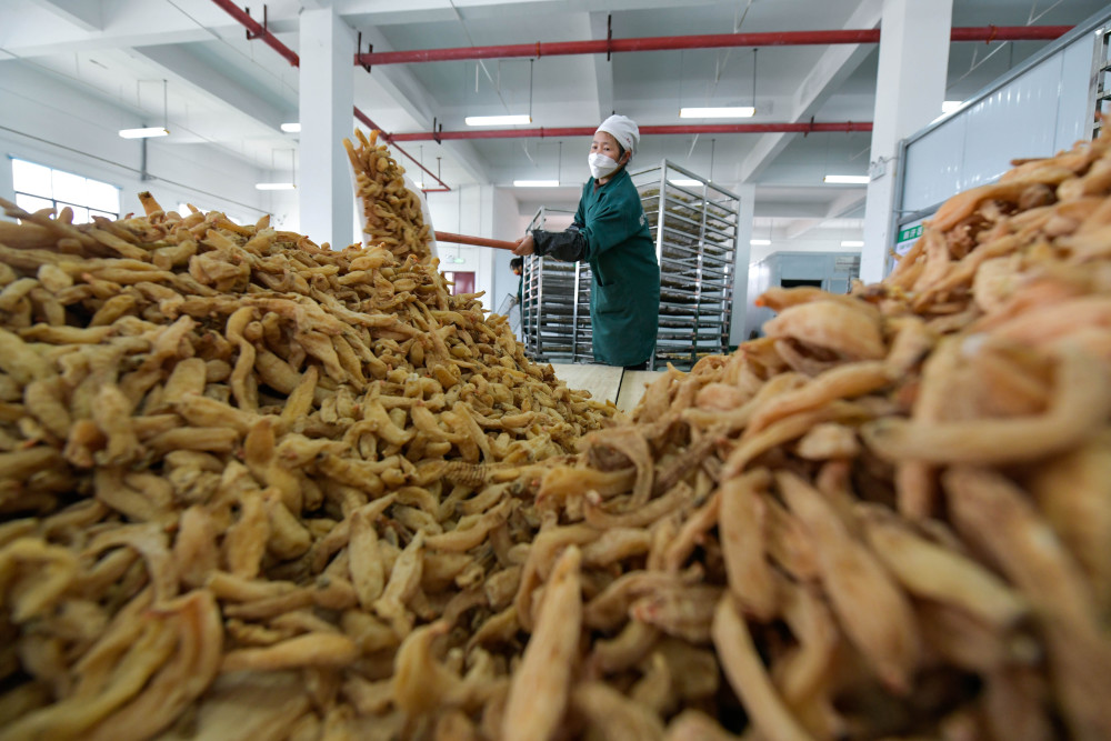 贵州黎平加快天麻采收加工助力复工复产