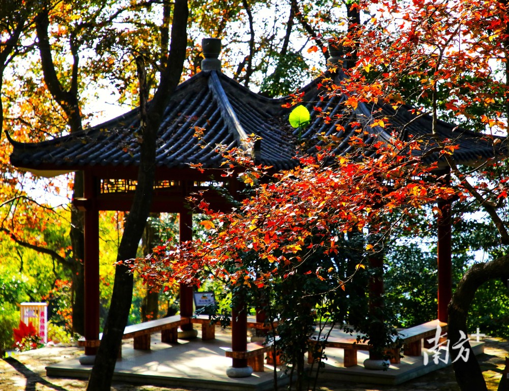 广州香山层林尽染石门国家森林公园第二十届红叶观赏节开幕