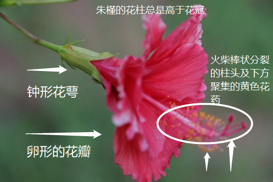 扶桑花解剖图图片